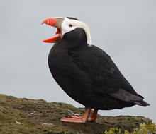 Tufted Puffin with open mouth